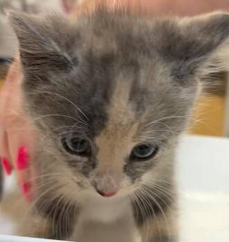 Miracle -  Domestic Short Hair Cat for Adoption in Elizabethton, Tennessee - Miracle | PetCurious
