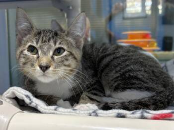 Tomb Raider -  Domestic Short Hair Cat for Adoption in Colorado Springs, Colorado - Tomb Raider | PetCurious