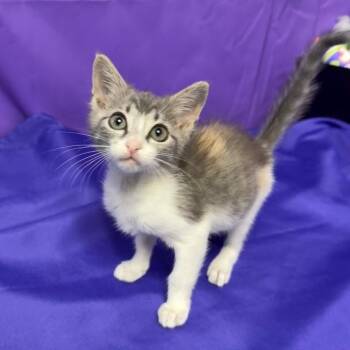 Nori -  Domestic Short Hair Cat for Adoption in North Myrtle Beach, South Carolina - Nori | PetCurious