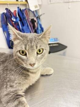 Dodger -  Domestic Short Hair Cat for Adoption in South Bend, Indiana - Dodger | PetCurious