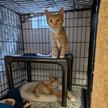 D&F: Frito -  Domestic Medium Hair Cat for Adoption in Falls Church, Virginia - D&F: Frito | PetCurious