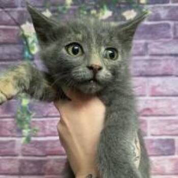 Cricket -  Domestic Short Hair Cat Available for Adoption in Fort Collins, Colorado - Cricket | PetCurious