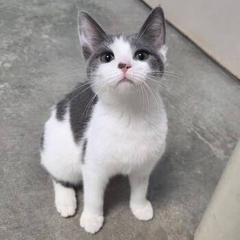 Disco -  Domestic Short Hair Cat for Adoption in Chilton, Wisconsin - Disco | PetCurious