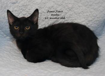 Jiao Jiao -  Domestic Short Hair Cat for Adoption in Euclid, Ohio - Jiao Jiao | PetCurious