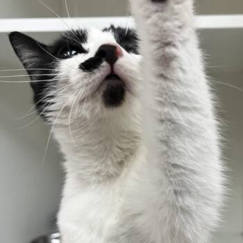 Bebe -  Domestic Short Hair Cat Available for Adoption in Champaign, Illinois - Bebe | PetCurious