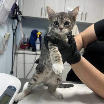 Grave Digger -  Domestic Short Hair Cat for Adoption in Riverside, California - Grave Digger | PetCurious