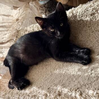 Kendrick -  Domestic Short Hair Cat for Adoption in Los Angeles, California - Kendrick | PetCurious