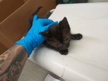 Domestic Short Hair Cats Available for Adoption in Chula Vista, California - MARCELINE | PetCurious