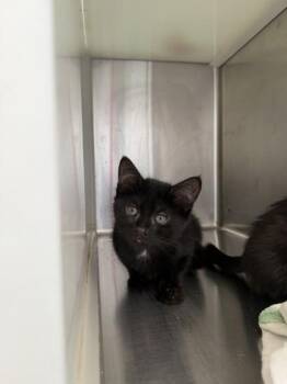 Callie -  Domestic Short Hair Cat for Adoption in Westland, Michigan - Callie | PetCurious