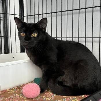 Rescue Domestic Short Hair Cats for Adoption in Johnston, Rhode Island - Dash | PetCurious