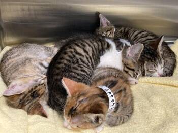 Domestic Short Hair Cats Available for Adoption in Tustin, California - BABA | PetCurious