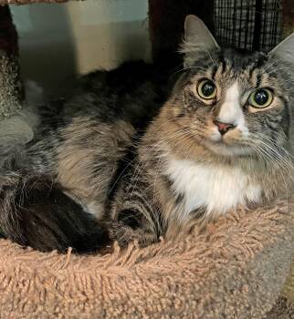 Rescue Domestic Long Hair Cats for Adoption in East Brunswick, New Jersey - Max | PetCurious