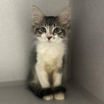 -Bear -  Tabby and Domestic Medium Hair Cat for Adoption in Red Bluff, California - -Bear | PetCurious