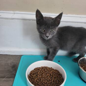 Nimbus -  Russian Blue and Domestic Short Hair Cat for Adoption in Allentown, Pennsylvania - Nimbus | PetCurious
