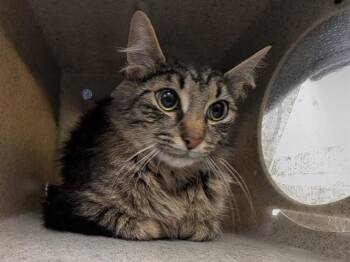 PRISTINA -  Domestic Medium Hair Cat for Adoption in Kent, Washington - PRISTINA | PetCurious