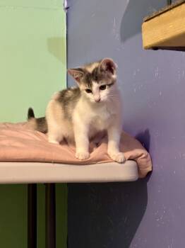 Molly -  Dilute Calico Cat for Adoption in Albany, New York - Molly | PetCurious