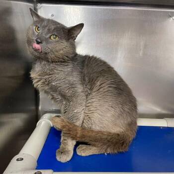 Hagrid -  Domestic Short Hair Cat for Adoption in Roanoke, Virginia - Hagrid | PetCurious