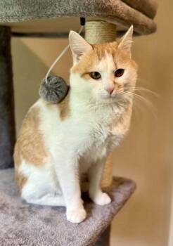 Seeke -  Domestic Short Hair Cat Available for Adoption in Midland, Virginia - Seeke | PetCurious