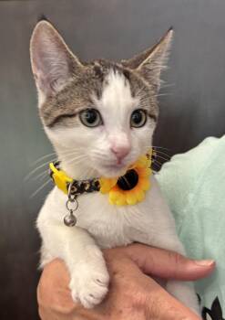 Sprinkles -  Domestic Short Hair Cat for Adoption in Scranton, Pennsylvania - Sprinkles | PetCurious