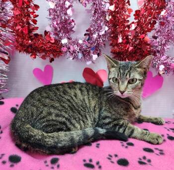 Domestic Short Hair Cats Available for Adoption - Jackie | PetCurious