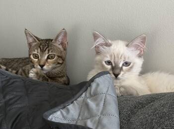 Bonded pair kittens -  Ragdoll and Egyptian Mau Cat for Adoption in Brampton, Ontario - Bonded Pair Kittens | PetCurious