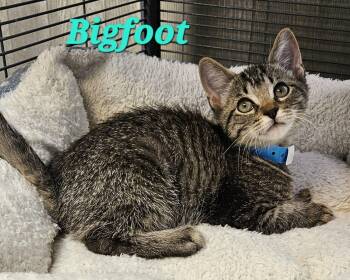 Bigfoot -  Extra Toes Cat Hemingway Polydactyl Cat for Adoption in Macon, Georgia - Bigfoot | PetCurious