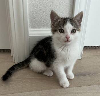 Firecracker -  Tabby Cat for Adoption in San Juan Capistrano, California - Firecracker | PetCurious