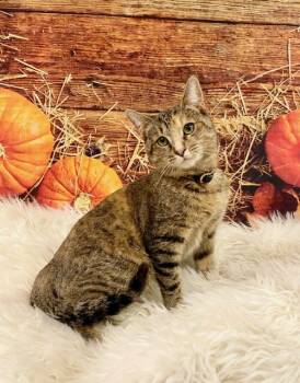 Rescue Domestic Short Hair Cats for Adoption in Tehachapi, California - Pheobe | PetCurious