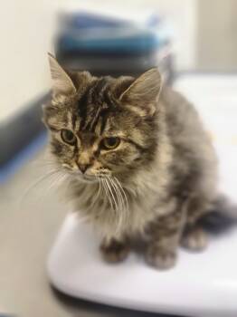 Rescue Domestic Medium Hair Cats for Adoption in Sheboygan, Wisconsin - Darryl | PetCurious