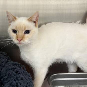 Domestic Short Hair Cats Available for Adoption - LANA | PetCurious