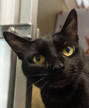 Cortana -  Domestic Short Hair Cat for Adoption in Encinitas, California - Cortana | PetCurious