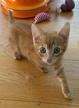Domestic Short Hair Cats Available for Adoption in Warren, New Jersey - Samuel | PetCurious