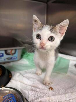 Anderson Thorn -  Domestic Short Hair Cat for Adoption in Statesboro, Georgia - Anderson Thorn | PetCurious