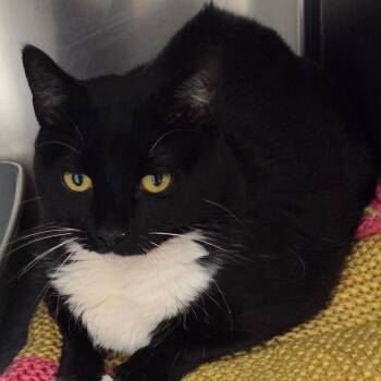 Domestic Short Hair Cats Available for Adoption - Demi | PetCurious