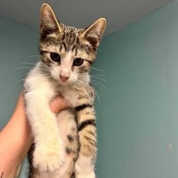 Ted -  Domestic Short Hair Cat for Adoption in Edwardsville, Illinois - Ted | PetCurious