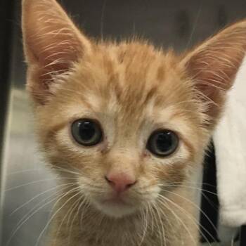 Snuggie -  Domestic Medium Hair Cat for Adoption in Middlebury, Vermont - Snuggie | PetCurious
