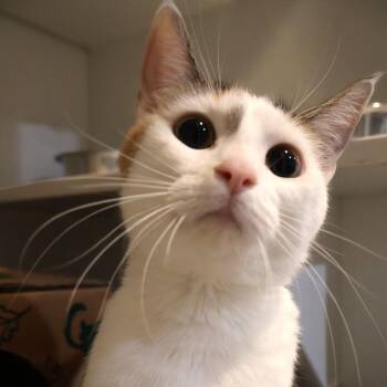 Velvet -  Domestic Short Hair Cat for Adoption in Saint Charles, Missouri - Velvet | PetCurious