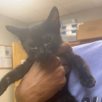 Fondue - 072201U-2 -  American Shorthair Cat for Adoption in Tupelo, Mississippi - Fondue - 072201U-2 | PetCurious
