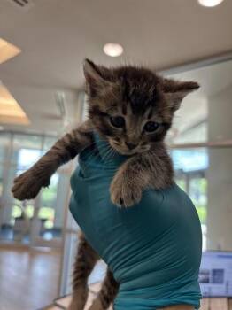 JAKE -  Domestic Short Hair Cat for Adoption in Pearland, Texas - JAKE | PetCurious