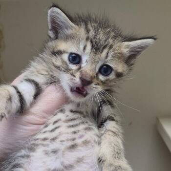 Water -  Domestic Short Hair Cat for Adoption in Cleveland, Mississippi - Water | PetCurious