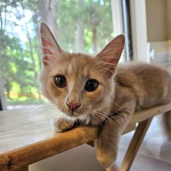 Teddy Grahams -  Domestic Medium Hair Cat for Adoption in Roswell, Georgia - Teddy Grahams | PetCurious