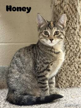 Honey -  Domestic Short Hair Cat for Adoption in Valparaiso, Indiana - Honey | PetCurious