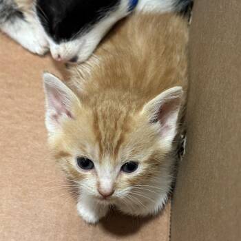 Serval -  Domestic Short Hair Cat for Adoption in Chattanooga, Tennessee - Serval | PetCurious