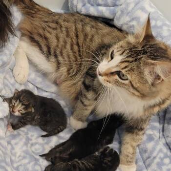 Gypsy -  Domestic Medium Hair Cat for Adoption in Tempe, Arizona - Gypsy | PetCurious