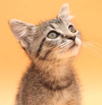 Sweetheart will quickly steal your heart with her sweetness -  Tabby and Maine Coon Cat for Adoption in Bedford Hills, New York - Sweetheart Will Quickly Steal Your Heart With Her Sweetness | PetCurious