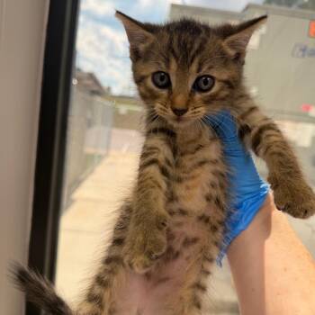 Extension Cord -  Domestic Short Hair Cat for Adoption in Columbiana, Alabama - Extension Cord | PetCurious