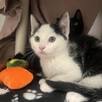 Alfredo -  Domestic Short Hair Cat for Adoption in Hendersonville, North Carolina - Alfredo | PetCurious