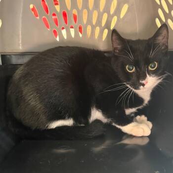 Muffin -  Domestic Short Hair Cat for Adoption in Troy, Virginia - Muffin | PetCurious