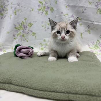 Whitman -  Domestic Short Hair Cat for Adoption in Bear, Delaware - Whitman | PetCurious