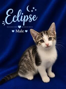 Domestic Short Hair Cats Available for Adoption in Johnson City, Tennessee - Eclipse | PetCurious